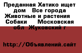 Преданная Хатико ищет дом - Все города Животные и растения » Собаки   . Московская обл.,Жуковский г.